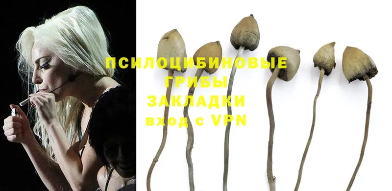 как найти наркотики  Константиновск  Галлюциногенные грибы Psilocybe 